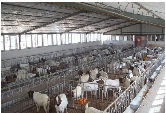 乌鲁木齐大型羊场选用我司电热带解决饮水问题